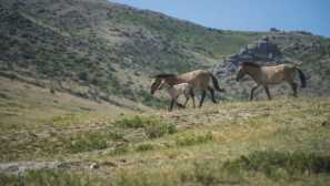 Коня на правалски